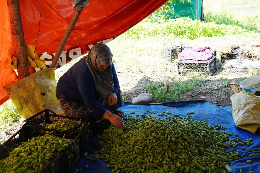 Osmaniye'den Türkiye'nin her iline yayılıyor! Tarlada 80 lira, folat, demir, magnezyum zengini 11 Osmaniye'den Türkiye'nin her iline yayılıyor! Tarlada 80 lira, folat, demir, magnezyum zengini 11