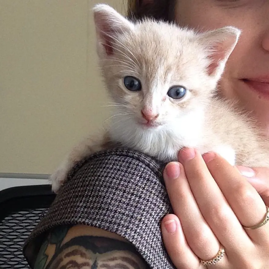 Hayatını kedileri kurtarmaya adadı 30