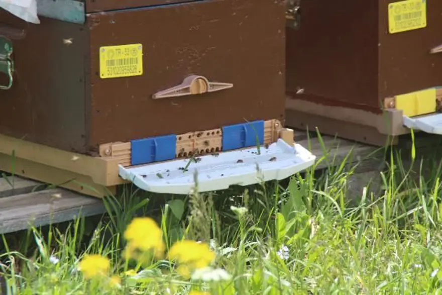 Anzer balında üretim sezonu açıldı 13