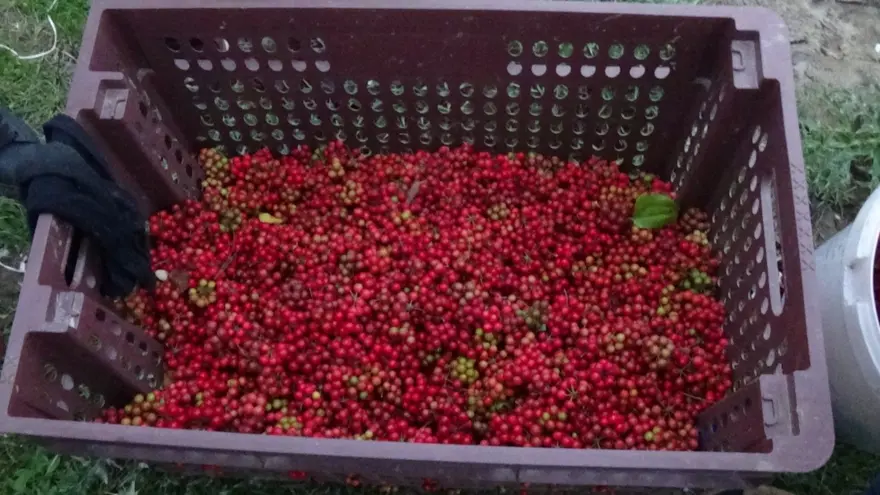 İstanbul'dan Sinop'a gelip toplamaya başladılar: 1 ay boyunca ormanda, dağlarda dolaşıyorlar 1