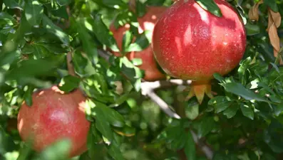 Denizli’de nar hasadı başladı