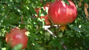 Denizli’de nar hasadı başladı