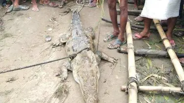 Hindistan’da köy halkı, yakaladıkları timsah için fidye istedi