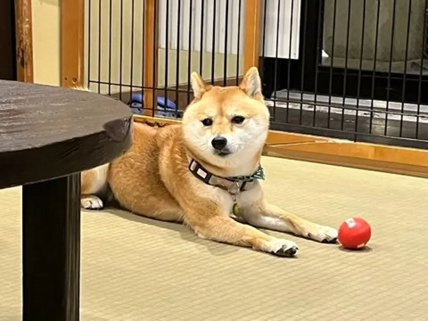 Tokyo'da gençlerin gözdesi: Yavru köpekli kafeler 2 Tokyo'da gençlerin gözdesi: Yavru köpekli kafeler 2