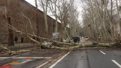 Beşiktaş'ta fırtına nedeniyle asırlık çınar ağacı devrildi