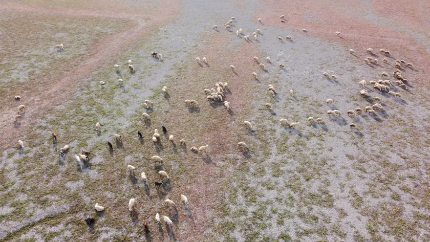 Kuraklığın vahim tablosu: Toprak çatladı, hayvanlar otlatılıyor 3