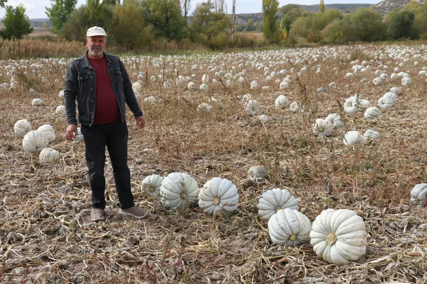 Psikolojiye iyi geldiği söyleniyor: Tarla fiyatı 20 lira 6