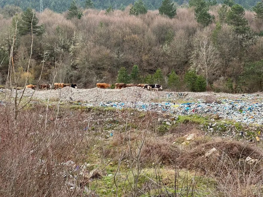 Çöpler Mengen Çayı'na karıştı 1