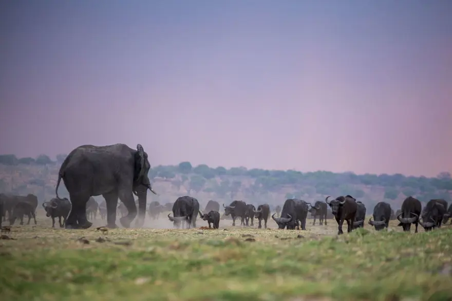Afrika'nın fil cenneti: Chobe Ulusal Parkı 10