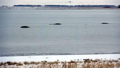 Flamingoların uğrak noktasında adacıklar oluştu