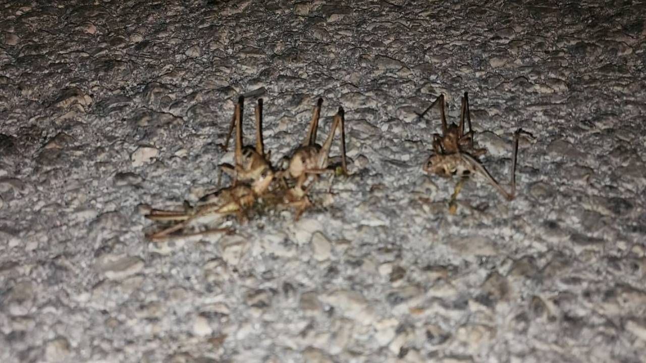 Yüzlerce çekirge yolu istila etti