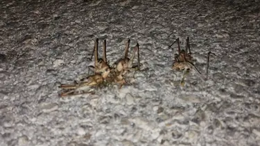 Yüzlerce çekirge yolu istila etti