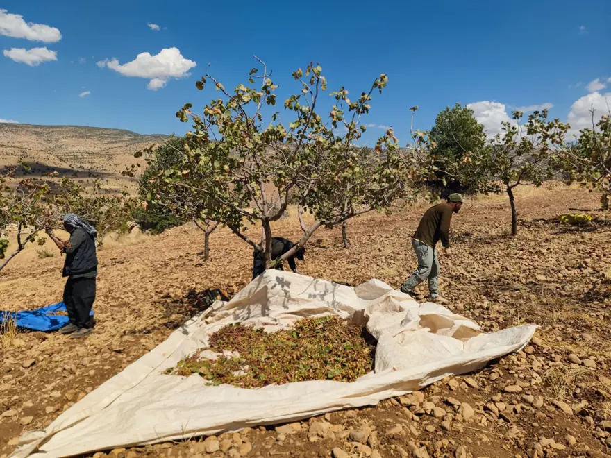 Aşırı sıcaklık ve kuraklık verimi düşürdü: Yanma ve rekolte kaybı var 