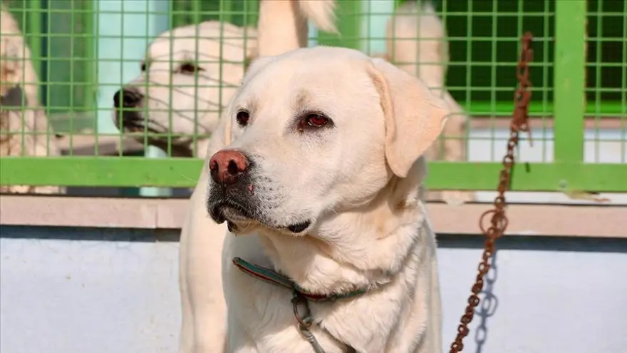 20. SORU: Mikroçipin hayvanın sağlığı açısından bir zararı var mı? 19 20. SORU: Mikroçipin hayvanın sağlığı açısından bir zararı var mı? 19