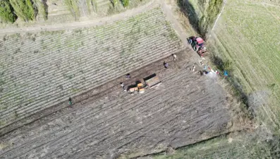 Bu yıl rekolte beklentinin üzerinde: "Kartol" olarak biliniyor
