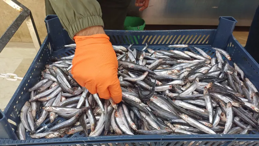 Tezgaha indi, yoğun ilgi görüyor: Kilosu 100 TL ile 200 TL arasında 