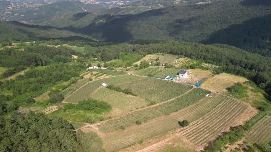Halk arasında ona "mavi yemiş" deniyor! 10 yıl önce keşfedildi, önemli bir gelir kapısı oldu 9 Halk arasında ona "mavi yemiş" deniyor! 10 yıl önce keşfedildi, önemli bir gelir kapısı oldu 9