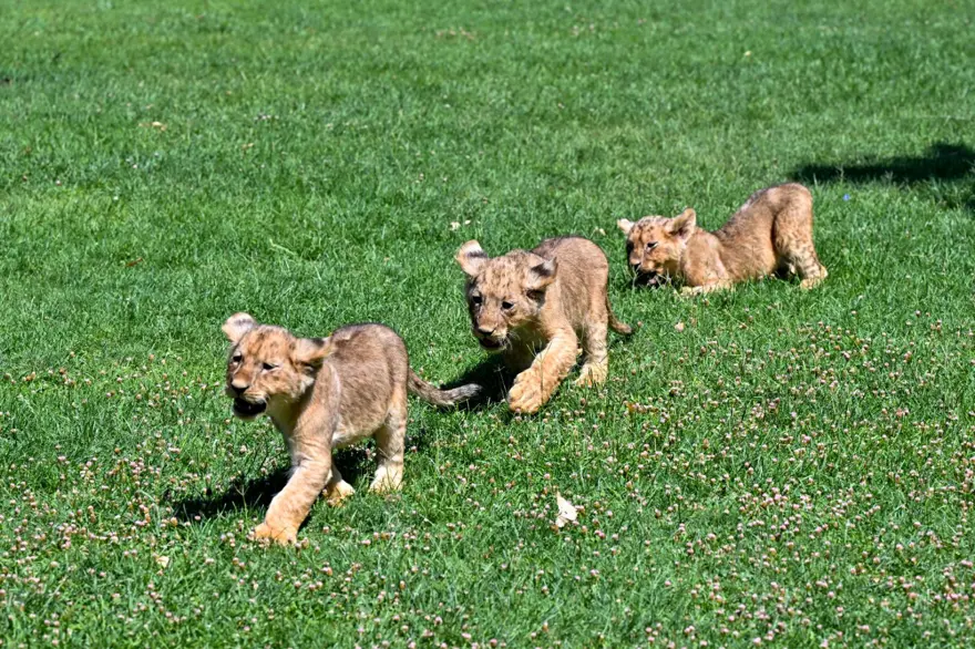 Erdoğan'ın aslanlarına isim aranıyor: Anketle belirlenecek 9