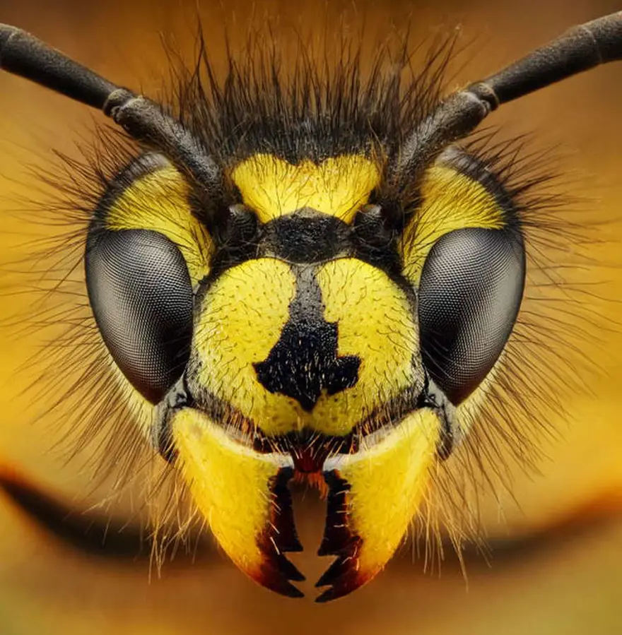 Bu kadar yakından görmediniz 13