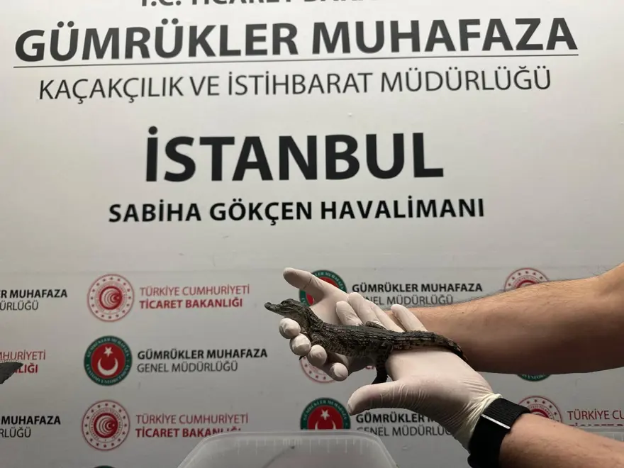 Havalimanında canlı hayvan operasyonu: Çantasından onlarca timsah ve kertenkele çıktı 