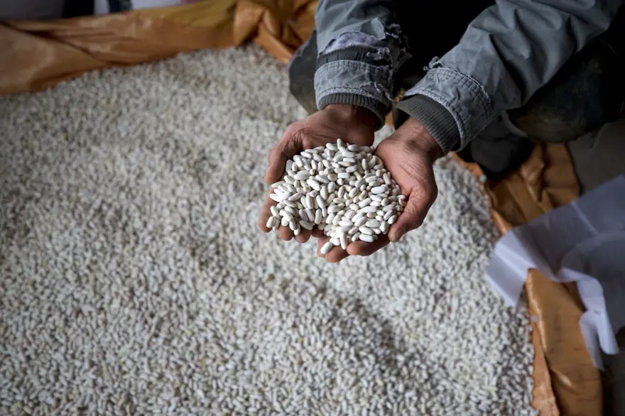 Peri Suyu'ndan gelen doğal suyla yetişiyor: 800 dekar alana ekildi, üretici sayısı 100'e çıktı 1