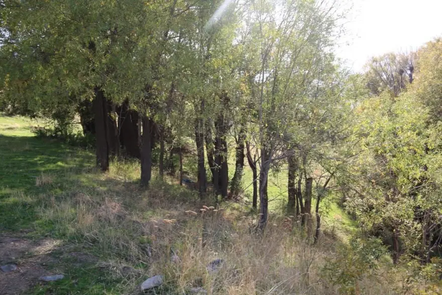 Üzerine geldi, pusuya yattı, korkudan arabaya saklandı. Muş'ta jaguar iddiası 5