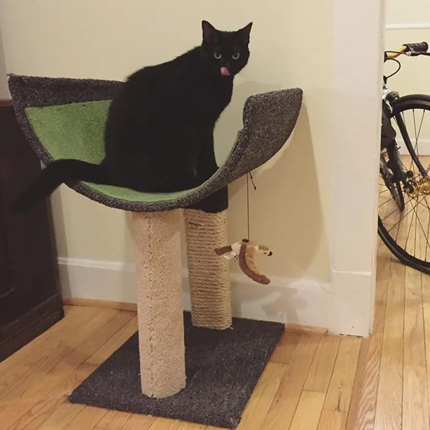 Hayatını kedileri kurtarmaya adadı 245