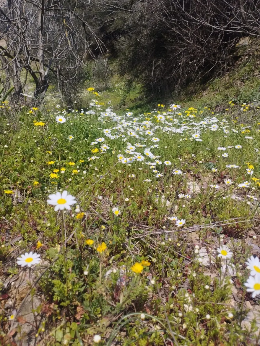 "YAĞIŞLAR OLURSA DEVAM EDECEK" 2