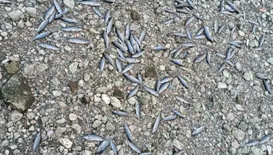 Kocabaş Çayı kurudu: Toplu balık ölümleri yaşandı
