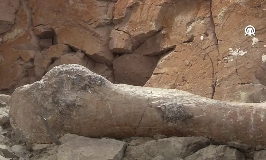 Konobelodon ve choerolophodon kemikleri 2