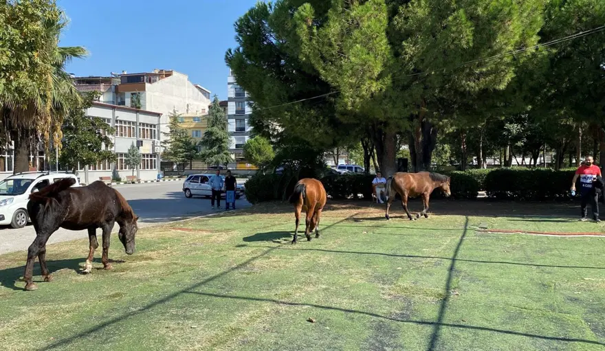 Yılkı atları şehre indi 