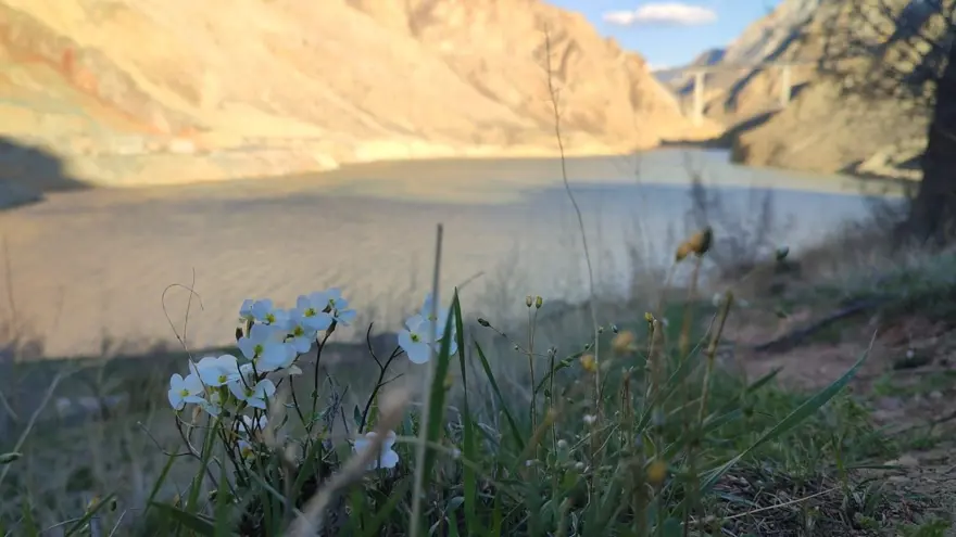 Yusufeli'de baraj suları Erzurum sınırına dayandı 4 Yusufeli'de baraj suları Erzurum sınırına dayandı 4