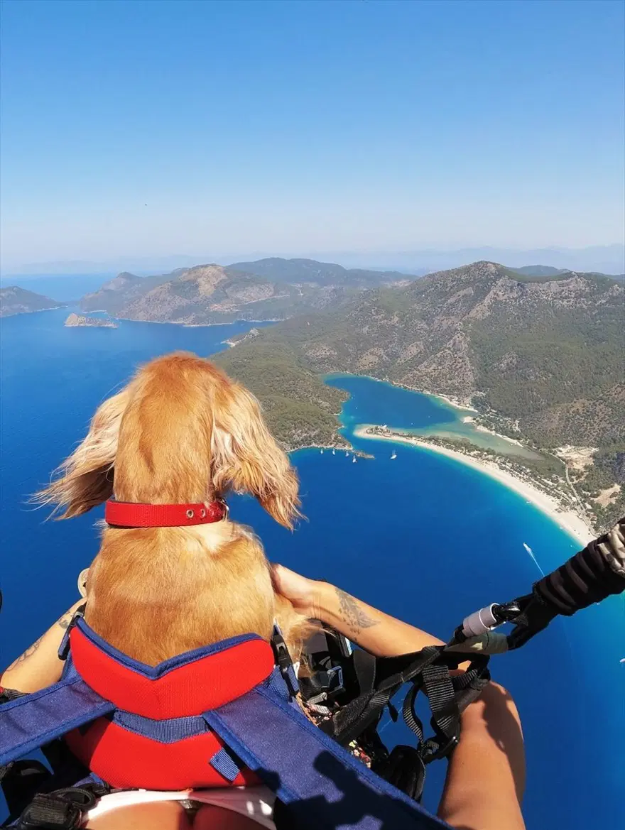 Ölüdeniz'in eşsiz manzarasında köpeği 'Yager' ile yamaç paraşütü yaptı 4