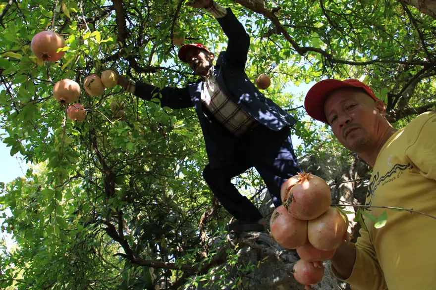 Bu narların tanesi 1,5 kilo 7 Bu narların tanesi 1,5 kilo 7