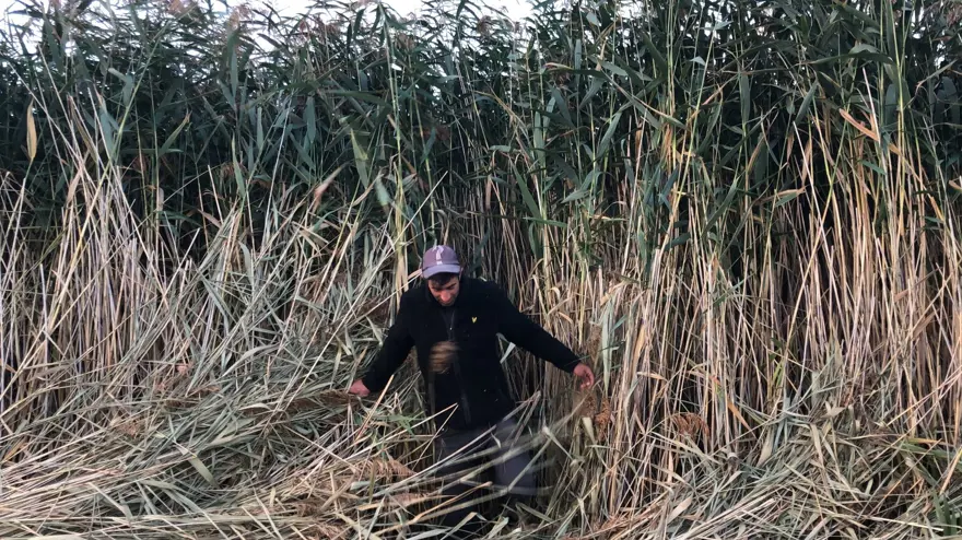 Çıldır Gölü kenarındaki kamışlardan saman üretiyorlar 6