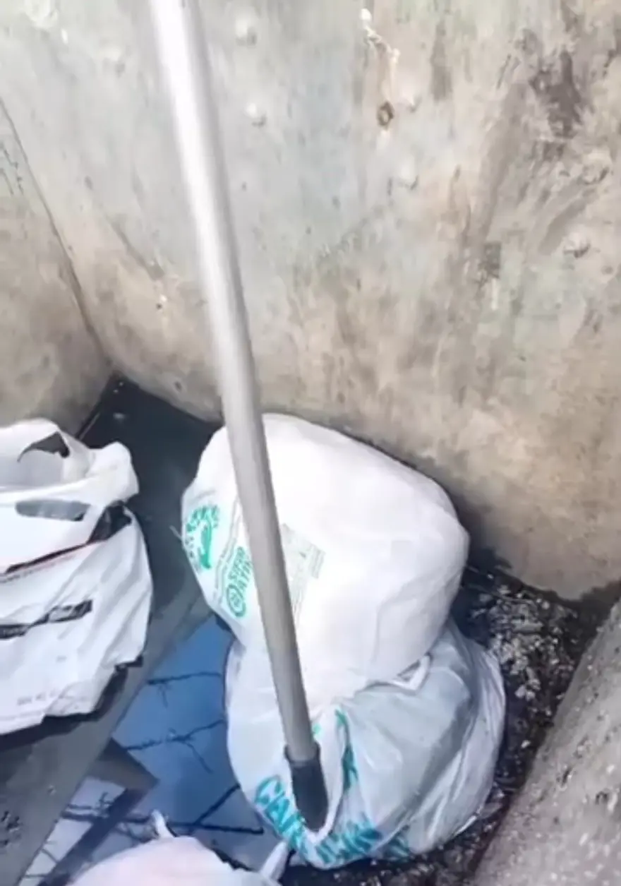 Sancaktepe'de poşetle çöpe atılmış 11 yavru köpek bulundu: Dördü telef oldu, yedisi baygın halde kurtarıldı 4