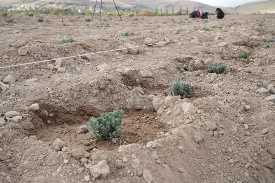 45 dekarlık alana 35 bin adet dikildi: Yeni bir gelir kapısı açacak 5 45 dekarlık alana 35 bin adet dikildi: Yeni bir gelir kapısı açacak 5