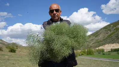 Doğanın protein deposu, toplamak için 15 kilometre yol gidiyorlar: "7 derde evelik"