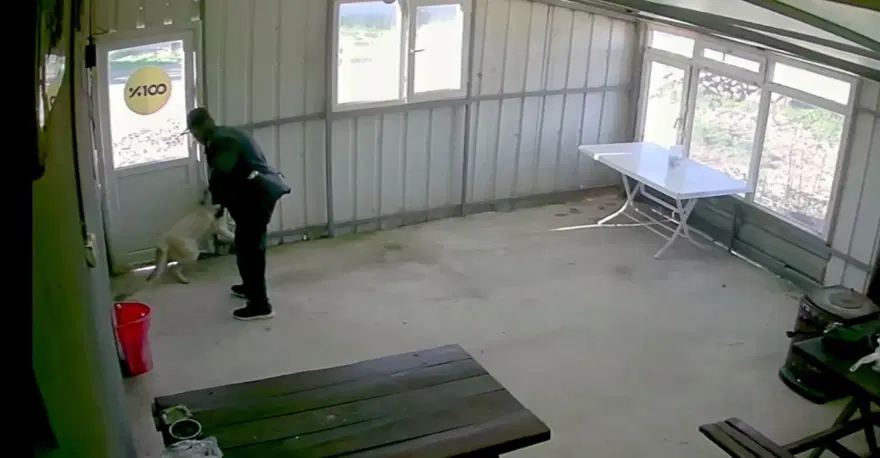 Bunun adı canilik! Bastonuyla köpeğe defalarca vurdu, "Bobi" kanlar içinde kaldı 2