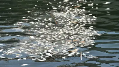 Balık ölümleri arttı: Kötü koku yayılıyor