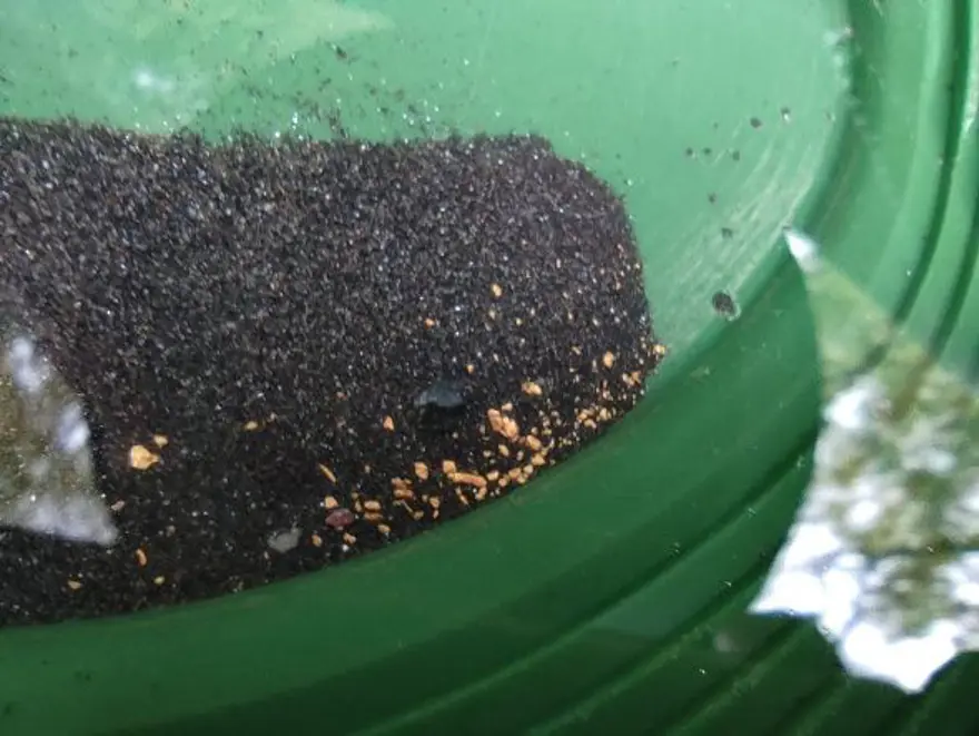 Derelerden altın toplayıp servet kazanıyorlar 6 Derelerden altın toplayıp servet kazanıyorlar 6