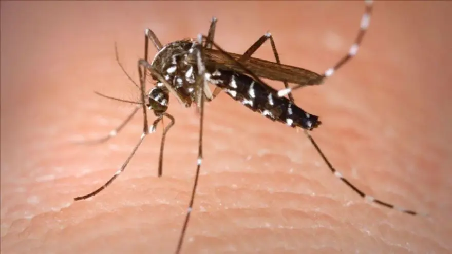 Aedes sivrisinek ısırığı nedir, nasıl geçer? Aedes sivrisinek ısırığı belirtileri nelerdir? 3