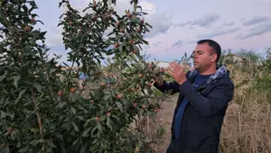Doğu'nun soğuğunda yetiştirdi: Muşmula, dağ çileği, yer fıstığı...