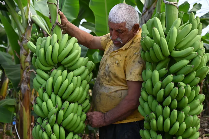 Mimardı, çiftçi oldu: 72 ton ürün alıyor, gözünü yurt dışına dikti 6