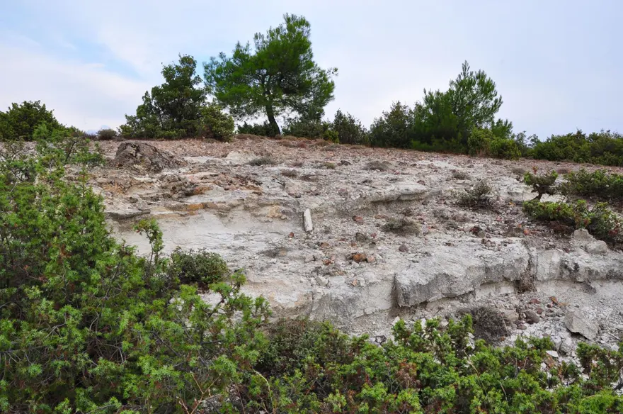 21 milyon yıllık fosil ağaç ormanı tehlikede 14