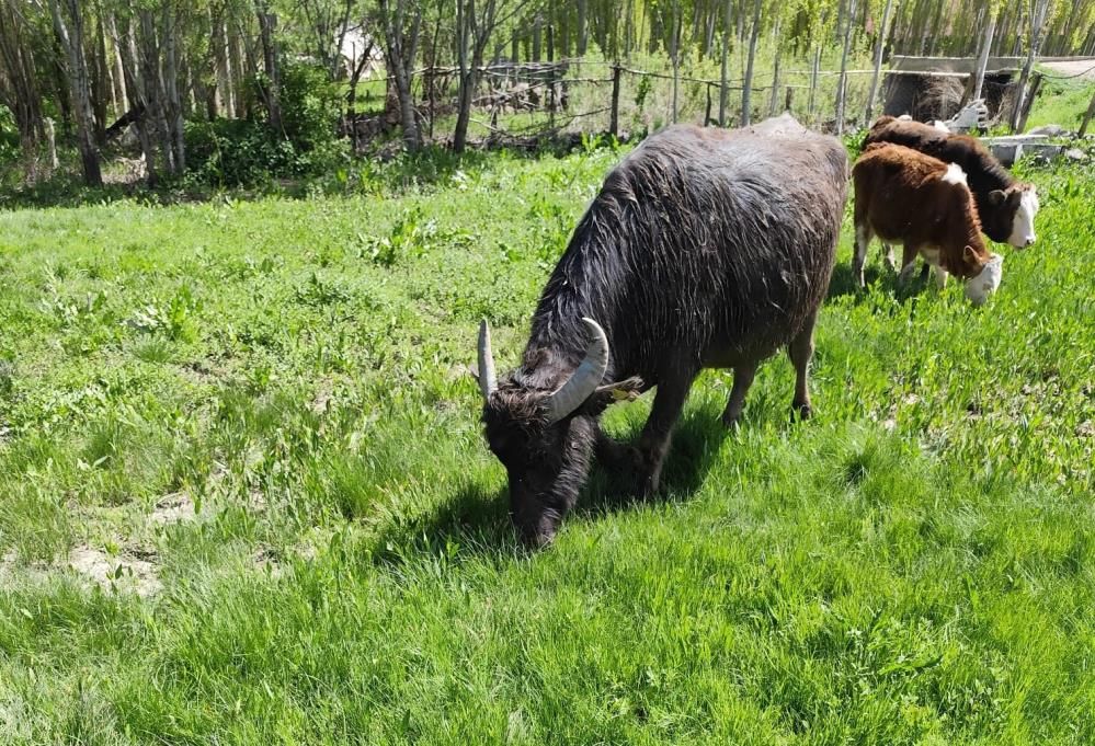 Malazgirt'ten kaçan manda, Patnos'ta ortaya çıktı