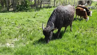 Malazgirt'ten kaçan manda, Patnos'ta ortaya çıktı