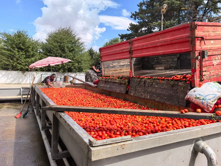Bursa'da üretilip, Hollanda'ya gönderiliyor: Bin 500 ton ihraç edilecek 1