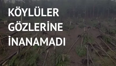 Kütahya’da hortum paniği: Yüzlerce ağaç yerle bir oldu
