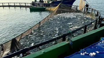 Sinop ülke liderliğini sürdürüyor: En önemli üretim merkezi